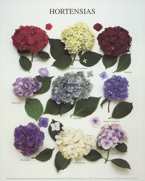 ROGER PHILLIPS Hydrangeas, 2000