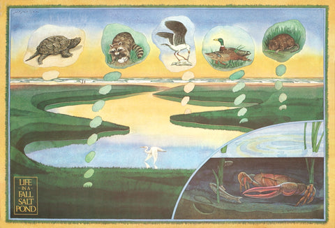 JAMES MCMULLAN Life in a Fall Salt Pond, 1972