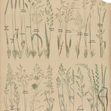 EMILE DEYROLLE Plantes Fourrageres Teaching Chart