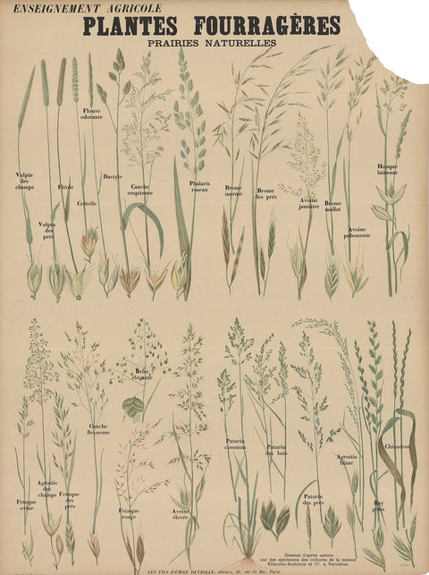 EMILE DEYROLLE Plantes Fourrageres Teaching Chart