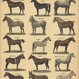 EMILE DEYROLLE Les Animaux De La Ferme - Les Chevaux, 1945
