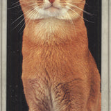 Lia Stein Abyssinian Bookmark