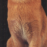 Lia Stein Abyssinian Bookmark