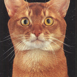 Lia Stein Abyssinian Bookmark
