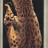 Lia Stein Bengalese Bookmark
