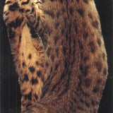 Lia Stein Bengalese Bookmark
