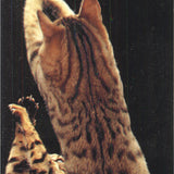 Lia Stein Bengalese Bookmark