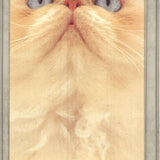 Lia Stein Exotic or Persian Bookmark