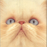 Lia Stein Exotic or Persian Bookmark