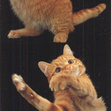 Lia Stein European Red Striped Tabby Bookmark
