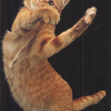 Lia Stein European Red Striped Tabby Bookmark