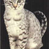 Lia Stein Mau Bookmark