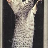 Lia Stein Egyptian Mau