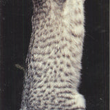 Lia Stein Egyptian Mau