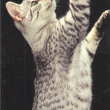 Lia Stein Egyptian Mau