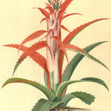GEORG DIONYSIUS EHRET Flower Books and Paintings from the Plesch Botanical Foundation, 1958