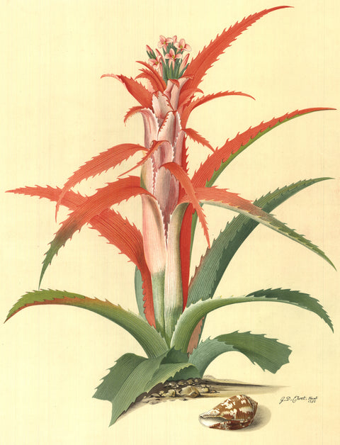 GEORG DIONYSIUS EHRET Flower Books and Paintings from the Plesch Botanical Foundation, 1958