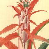GEORG DIONYSIUS EHRET Flower Books and Paintings from the Plesch Botanical Foundation, 1958