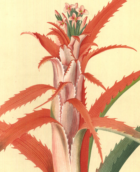 GEORG DIONYSIUS EHRET Flower Books and Paintings from the Plesch Botanical Foundation, 1958