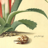 GEORG DIONYSIUS EHRET Flower Books and Paintings from the Plesch Botanical Foundation, 1958