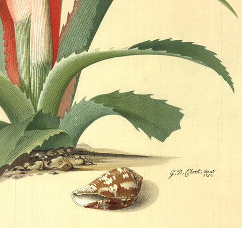 GEORG DIONYSIUS EHRET Flower Books and Paintings from the Plesch Botanical Foundation, 1958