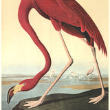 JOHN JAMES AUDUBON American Flamingo, 1960