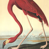 JOHN JAMES AUDUBON American Flamingo, 1960