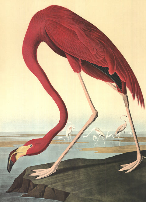 JOHN JAMES AUDUBON American Flamingo, 1960