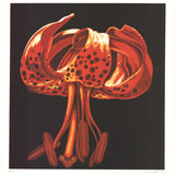 LOWELL NESBITT Lily, 1973 - Signed