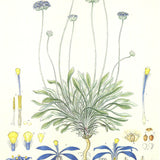 FERDINAND BAUER Illustrations of the Flora of New Holland, 1990