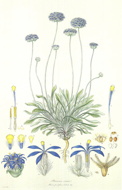 FERDINAND BAUER Illustrations of the Flora of New Holland, 1990
