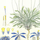 FERDINAND BAUER Illustrations of the Flora of New Holland, 1990