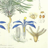 FERDINAND BAUER Illustrations of the Flora of New Holland, 1990
