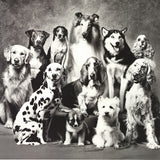 HOWARD BERNMAN Family of Dog, 1989