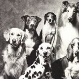 HOWARD BERNMAN Family of Dog, 1989