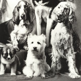 HOWARD BERNMAN Family of Dog, 1989