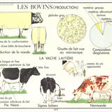 EMILE DEYROLLE Le Bovins (Production), 1960