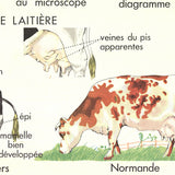 EMILE DEYROLLE Le Bovins (Production), 1960