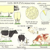 EMILE DEYROLLE Logement Des Bovins, 1960