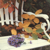 FRITZ DRESSLER Still Life, Worpsweder, Germany 11.75 x 9.5 Poster Photography Multicolor, Orange, White Floral, Gardens