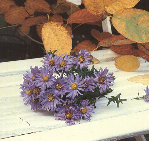 FRITZ DRESSLER Still Life, Worpsweder, Germany 11.75 x 9.5 Poster Photography Multicolor, Orange, White Floral, Gardens